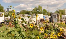 Sunflowers growing in the foreground of Near North camp, with a sided self-build building, several recreational vehicles, and a standalone wood-sided enclosed shower stall building before bits of the skyline of Minneapolis and a deep blue and white clouds sky.